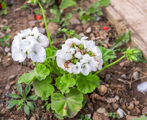 White geranium growing in a garden with close and selective focus, bokeh and shallow depth of field