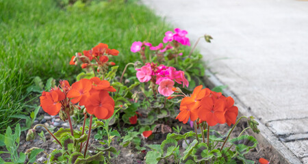 Red geraniums growing in a garden with close and selective focus, bokeh and shallow depth of field