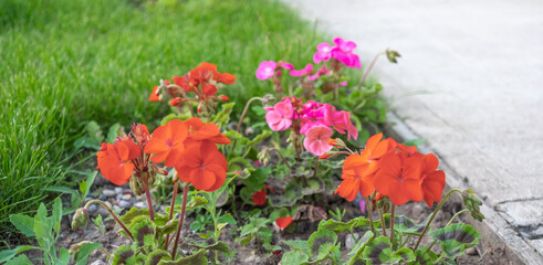 Red geraniums growing in a garden with close and selective focus, bokeh and shallow depth of field