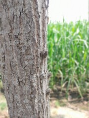 bark of a tree