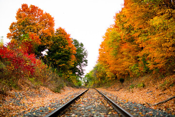 Railroad tracks in the middle of nowhere cutting through fall colored autumn trees changing colors_10 - obrazy, fototapety, plakaty