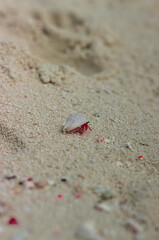 little crab whch going somwhere
