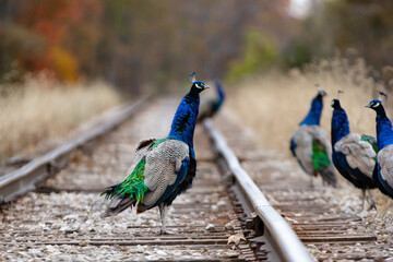 A wild vibrant blue and green peacock bird walks along rail road tracks_02