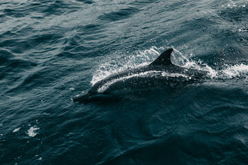 Fototapeta premium dolphin swimming in the sea