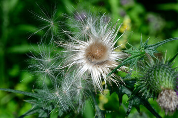 Spear thistle, common thistle // Gewöhnliche Kratzdistel, Lanzett-Kratzdistel (Cirsium vulgare)
