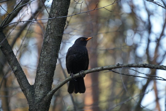 Blackbird (Turdus merula) resting on a branch in the forest