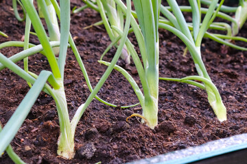 Growing onion in pallet collar
