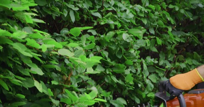 Close up of strong male hands in protective gloves using electric trimmer while removing extra branches on green bushes. Concept people, plants and landscaping.