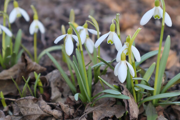 Fototapeta na wymiar Snowdrop spring flowers. White flowers on bright green stems against the background of old foliage