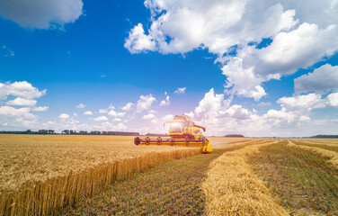 Fototapeta premium Harvester at work harvesting a field of wheat. Grain harvesting combine in a sunny day. Agricultural technic works in field concept