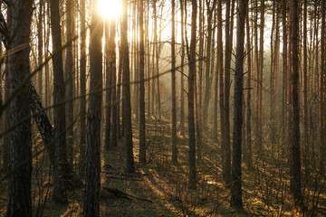 Sunset or sunrise in the autumn pine forest. Sunbeams shining between trunks. Rays of the sun in the fog