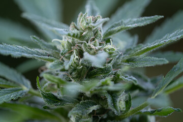 close up of a growing weedplant at the end of the grow phase