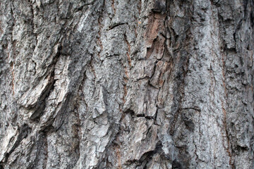 bark of a tree texture