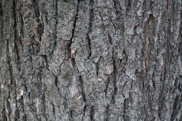 texture of a tree