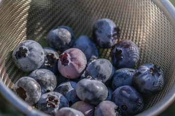 Freshly picked blue heath berries from home garden in metal colander