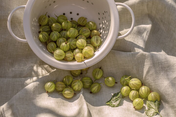 Fresh organic gooseberries picked from home garden in white metal colander on a linen tablecloth