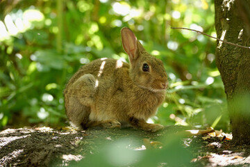 Close-up of a wild rabbit