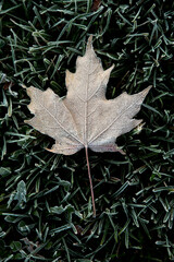 A frost covered fallen leaf sitting in dark green grass on a crisp fall morning_01