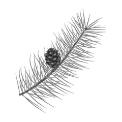 A Pine Branch With A Cone. Black And White Vector Illustration