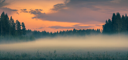 Fog over green field before sunrise. Misty early morning scene. Pink sky above pine forest. Foggy nature landscape with pine trees. Mist over meadow Hazy summer evening after sunset Wide view Panorama