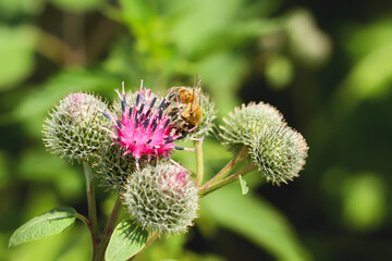 A spring single flower and a bee collects nectar