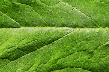 Fototapeta na wymiar Texture of leaf of nettle for backgrounds