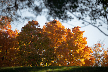 Looking up at vibrant yellow fall colored trees with striking autumn foliage_07