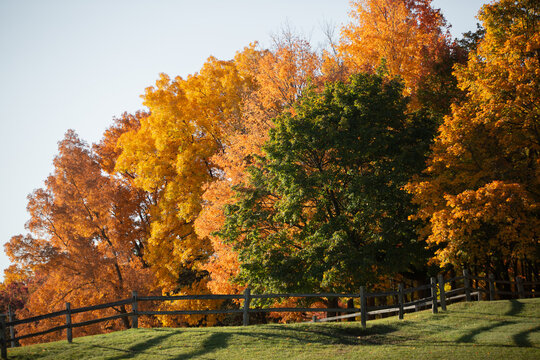 Autumn colored fall trees changing color with red, yellow and orange colored leaves near a green peaceful meadow_08
