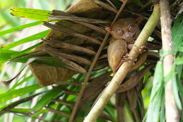 Tarsier sitting on a branch withgreen leaves. The smallest primate in the world at Bohol of the Philippines.