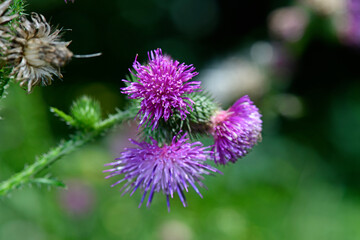 Acker-Kratzdistel, Ackerdistel // Creeping thistle, field thistle (Cirsium arvense)