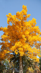 Looking up at vibrant yellow fall colored trees with striking autumn foliage_02