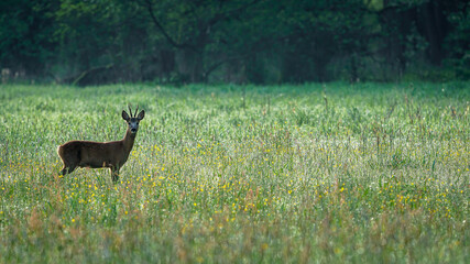 Male Roe Deer (Capreolus capreolus) walks on a green meadow. Roe Deer looking for a food. Animal in a natural habitat.