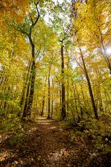 Light bursting through yellow fall colored autumn trees in a beautiful countryside forrest_03