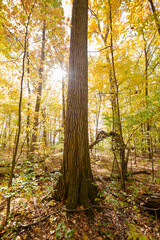 Light bursting through yellow fall colored autumn trees in a beautiful countryside forrest_02