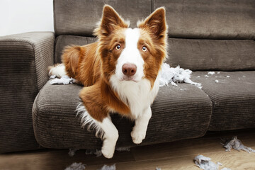 Border collie mischief after destroy a pillow sitting over a sofa with innocent expression