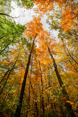 Looking up on a canopy of fall colored trees with changing color leafs and foliage_01