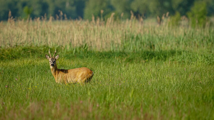 Male Roe Deer (Capreolus capreolus) walks on a green meadow. Male deer hidden in tall green grass. Animal in a natural habitat