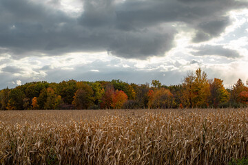 Beautiful autumn red, yellow and green fall colored trees at the edge of a harvest corn field_03