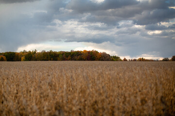 Beautiful autumn red, yellow and green fall colored trees at the edge of a harvest corn field_02