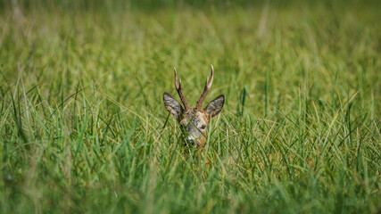 Male Roe Deer (Capreolus capreolus) hidden in the tall grass, the deer antlers sticking out from the grass