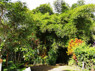 Plants and vegetation