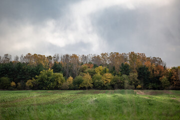 Autumn colored fall trees changing color with red, yellow and orange colored leaves near a green peaceful meadow_01