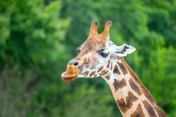 Cute giraffe portrait. Zoom close up photography.