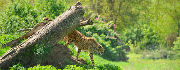 Panoramique un guépard qui sort d'un tronc d'arbre mort © didier salou