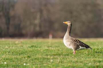 Die stolze Gans 