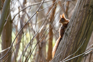 Ein Eichhörnchen in der Natur 