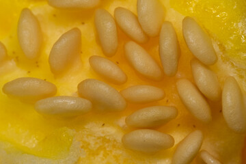 Macro photo of fruit