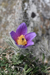 Closeup macro of purple flower in spring