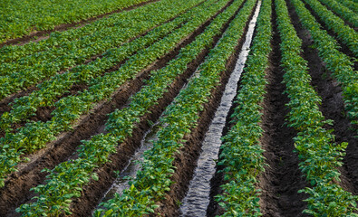 Water flows through an irrigation canal on a potato plantation. Surface irrigation of crops....