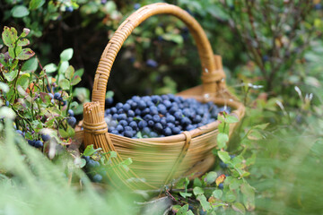 Fototapeta na wymiar Now is harvest time for blueberries 